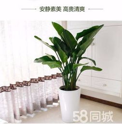綠植租賃、花卉租擺與小區園林綠化 設計、施工與養護一體化服務